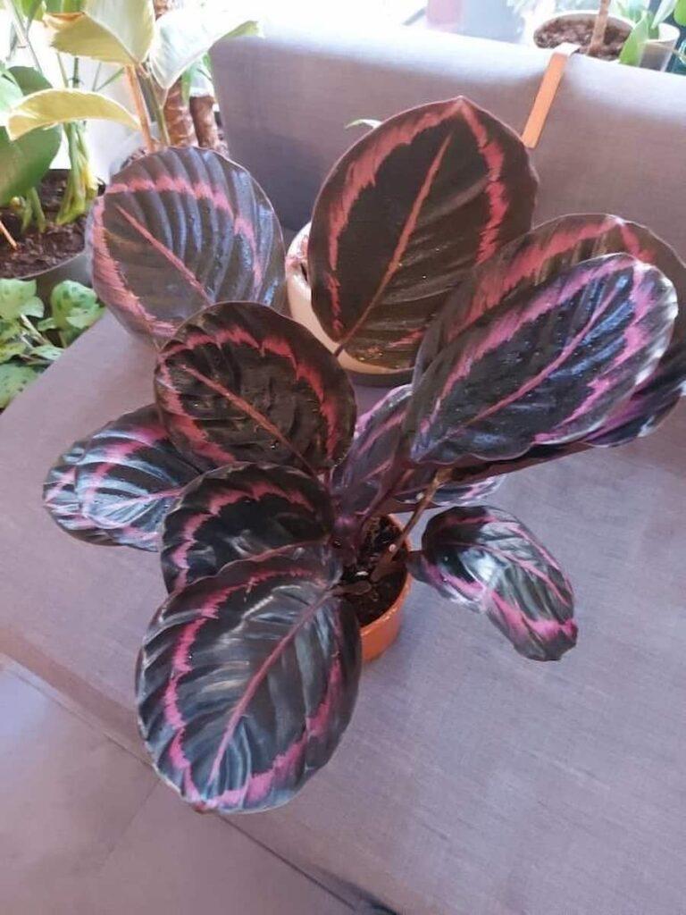 Calathea Roseopicta Rosy - View 16 from www redcrocus com