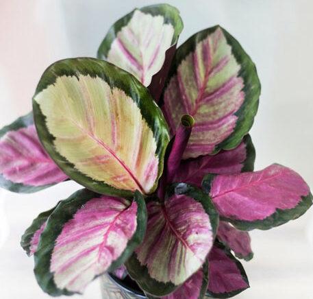 Calathea Roseopicta Rosy - View 17 from www redcrocus com
