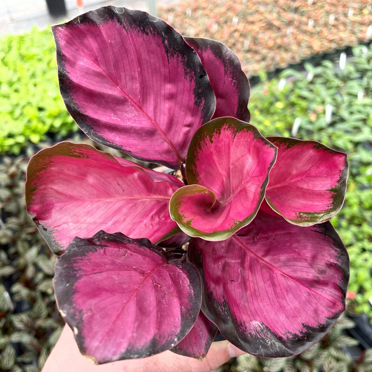Calathea Roseopicta Rosy - View 1 from www redcrocus com