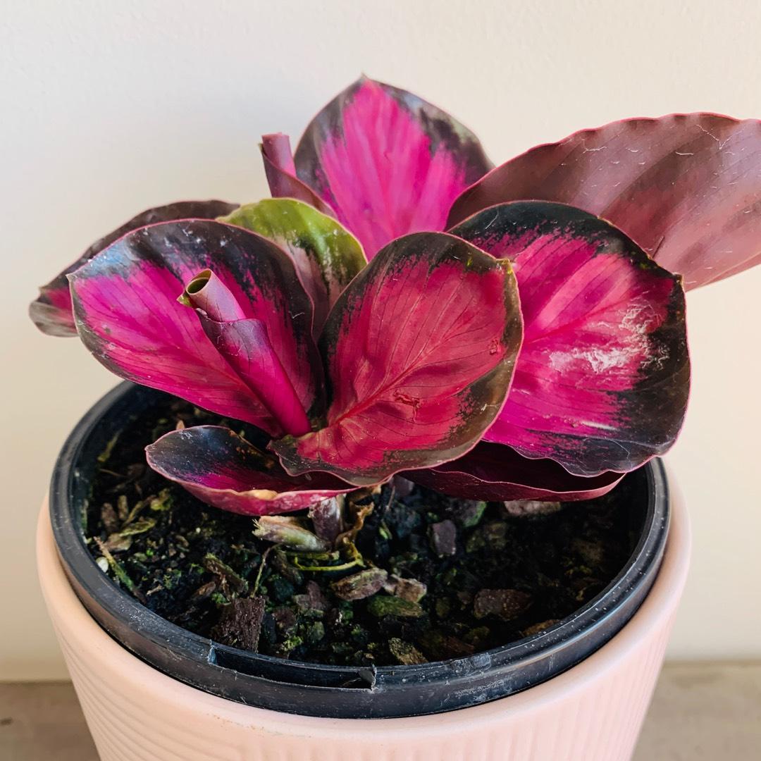 Calathea Roseopicta Rosy - View 2 from www redcrocus com