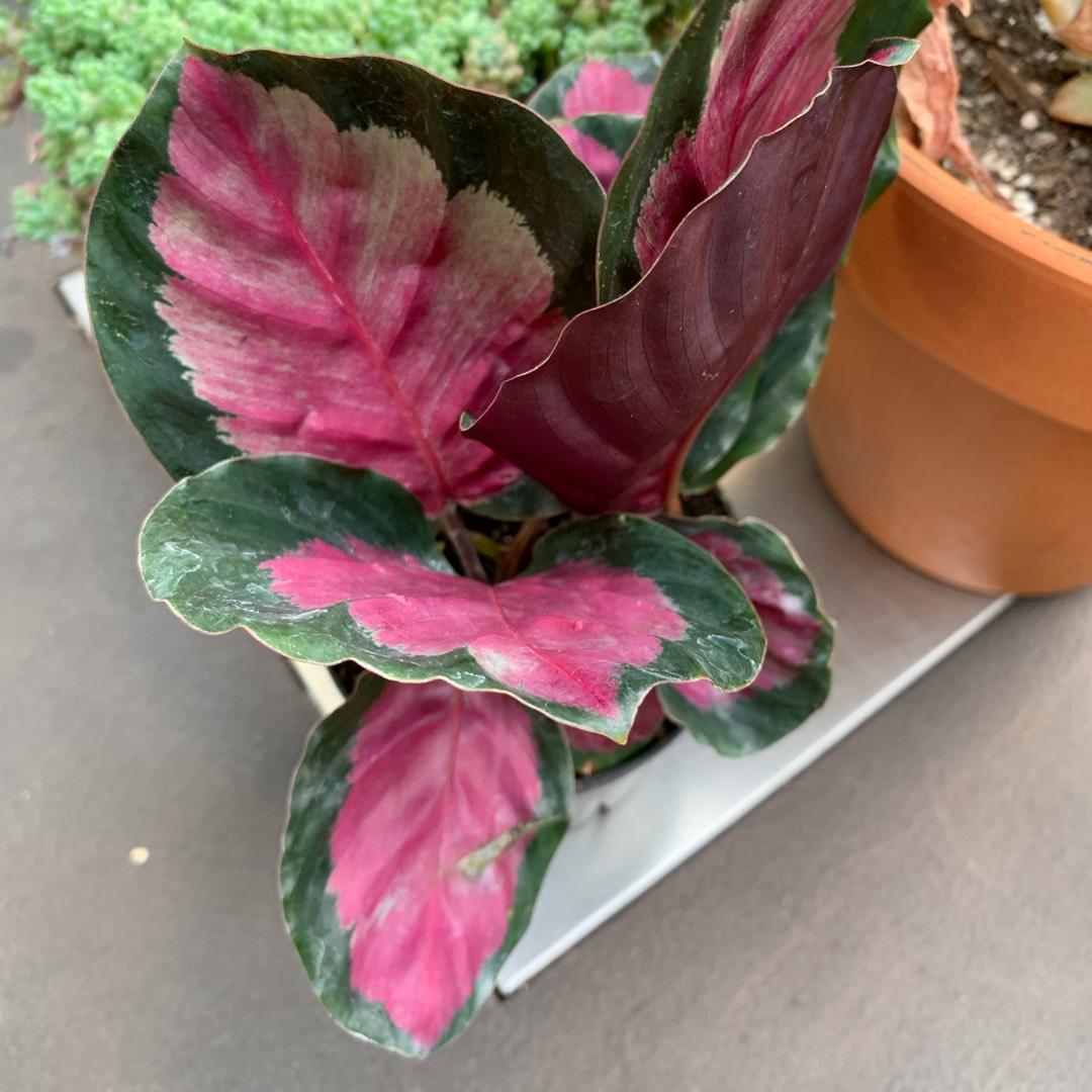 Calathea Roseopicta Rosy - View 3 from www redcrocus com