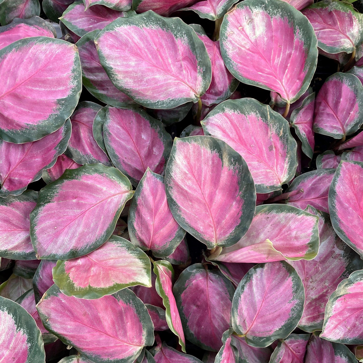 Calathea Roseopicta Rosy - View 4 from www redcrocus com