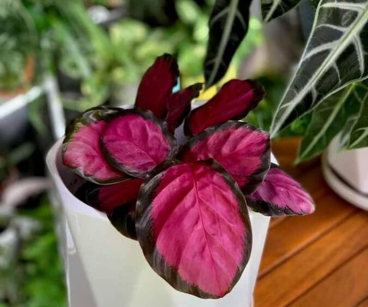 Calathea Roseopicta Rosy - View 5 from www redcrocus com