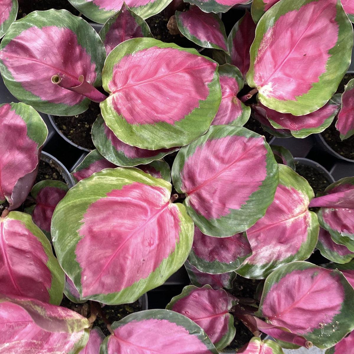 Calathea Roseopicta Rosy - View 6 from www redcrocus com