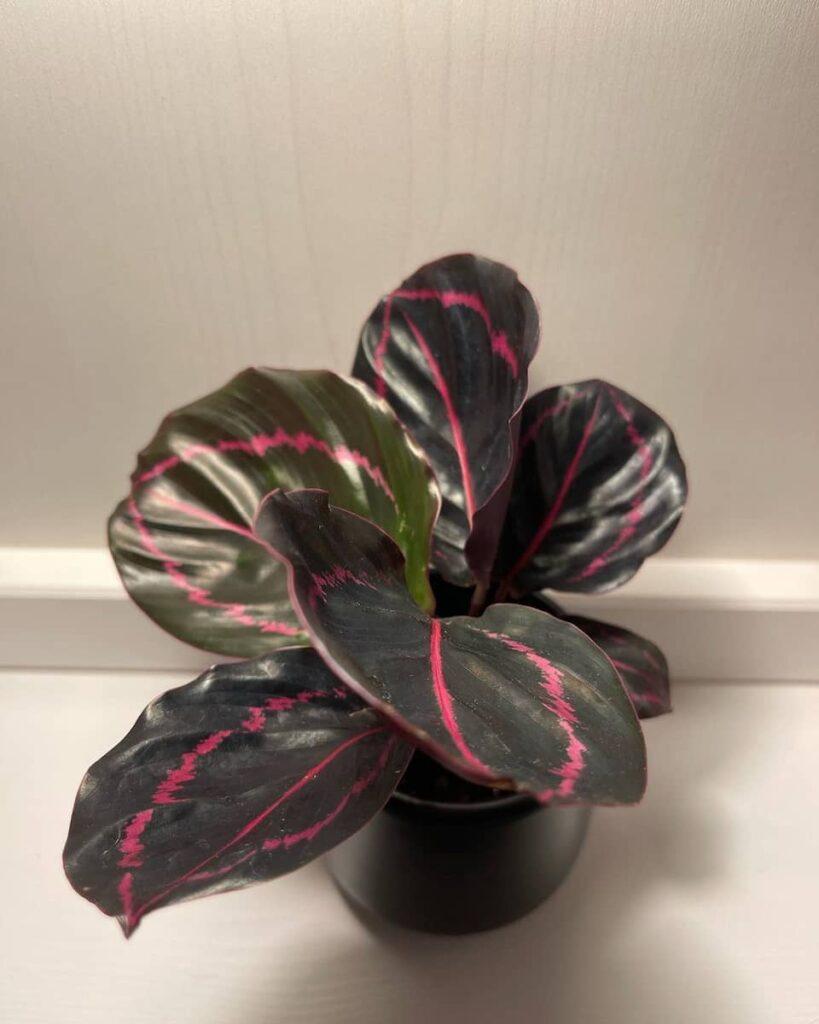 Calathea Roseopicta Rosy - View 7 from www redcrocus com