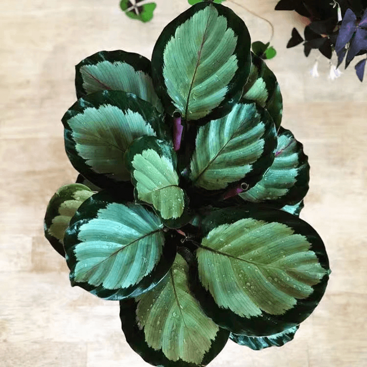 Calathea Roseopicta Rosy - View 8 from www redcrocus com