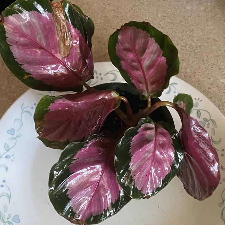 Calathea Roseopicta Rosy - View 9 from www redcrocus com