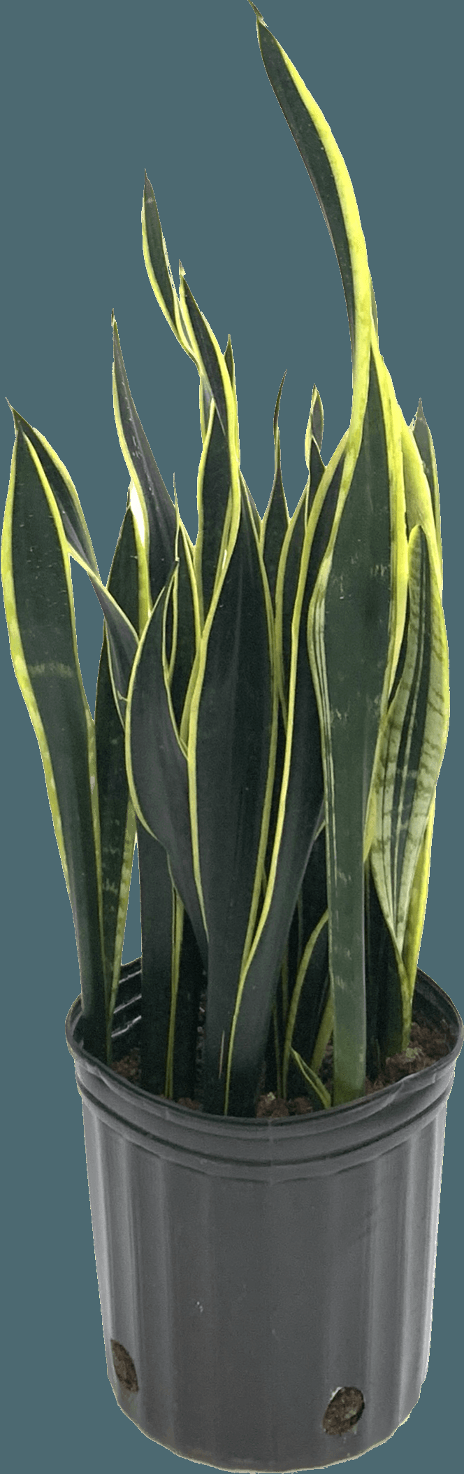 Sansevieria Trifasciata Black Gold - View 10 from www redcrocus com