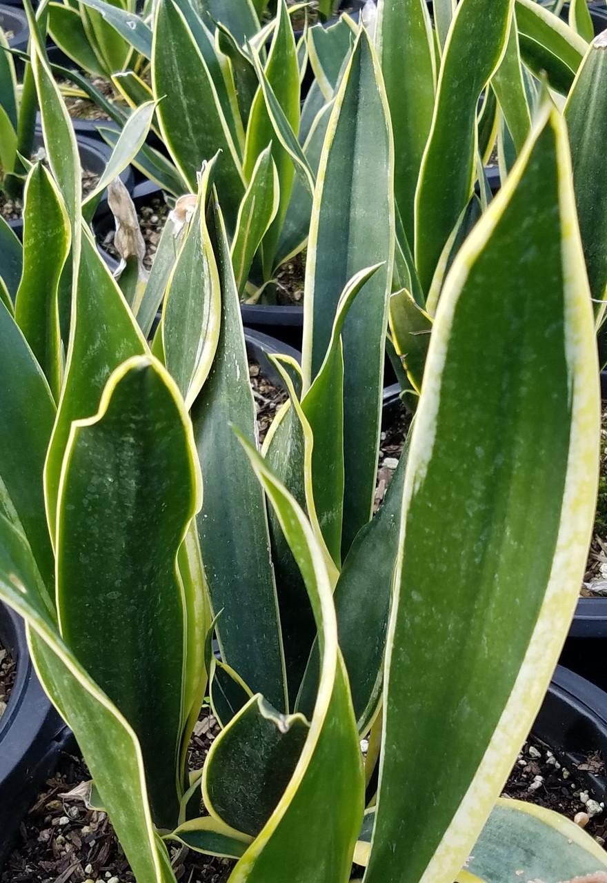 Sansevieria Trifasciata Black Gold - View 10 from www redcrocus com