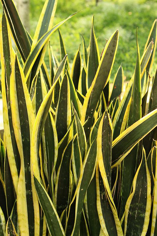 Sansevieria Trifasciata Black Gold - View 11 from www redcrocus com