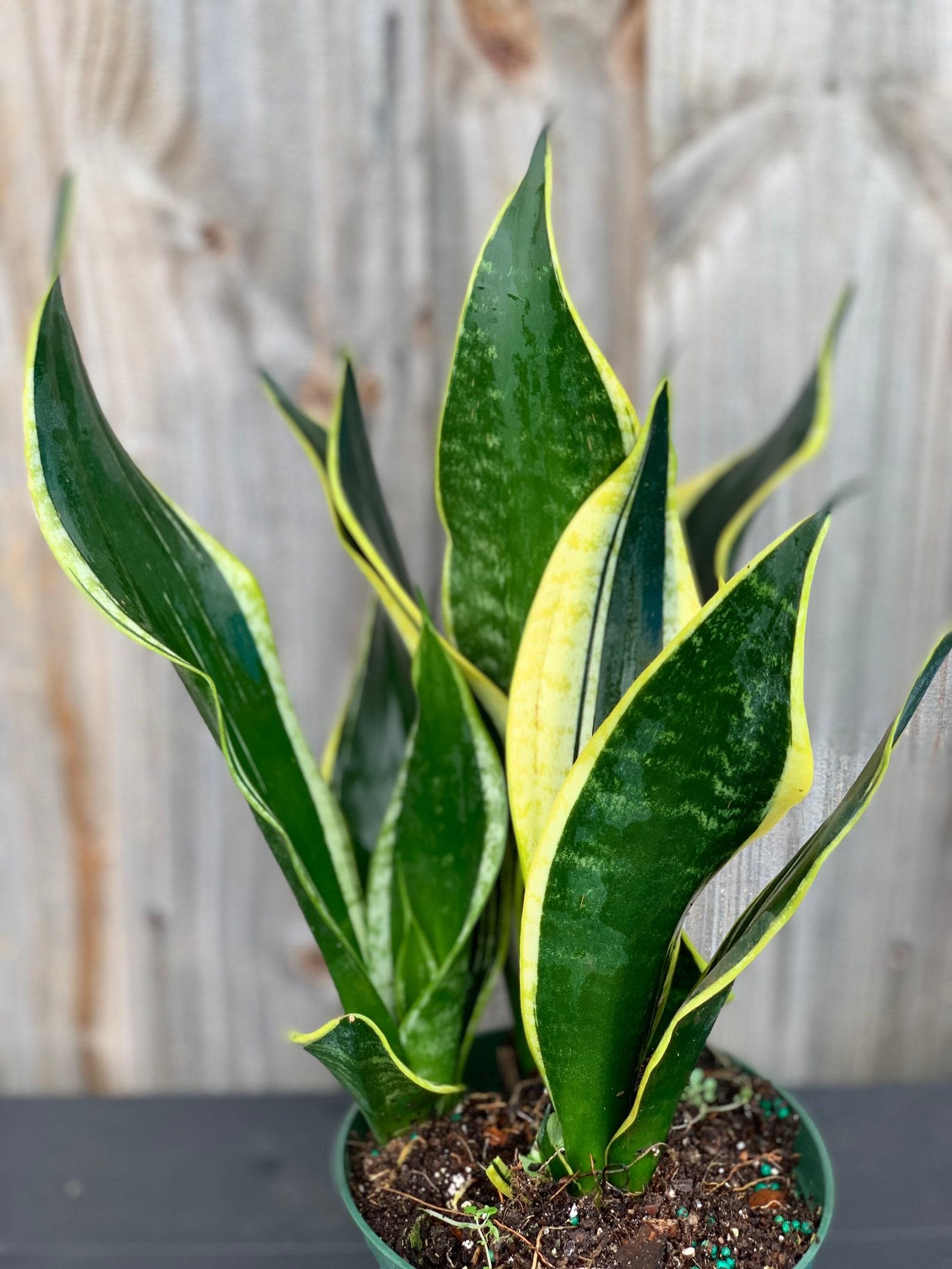 Sansevieria Trifasciata Black Gold - View 12 from www redcrocus com