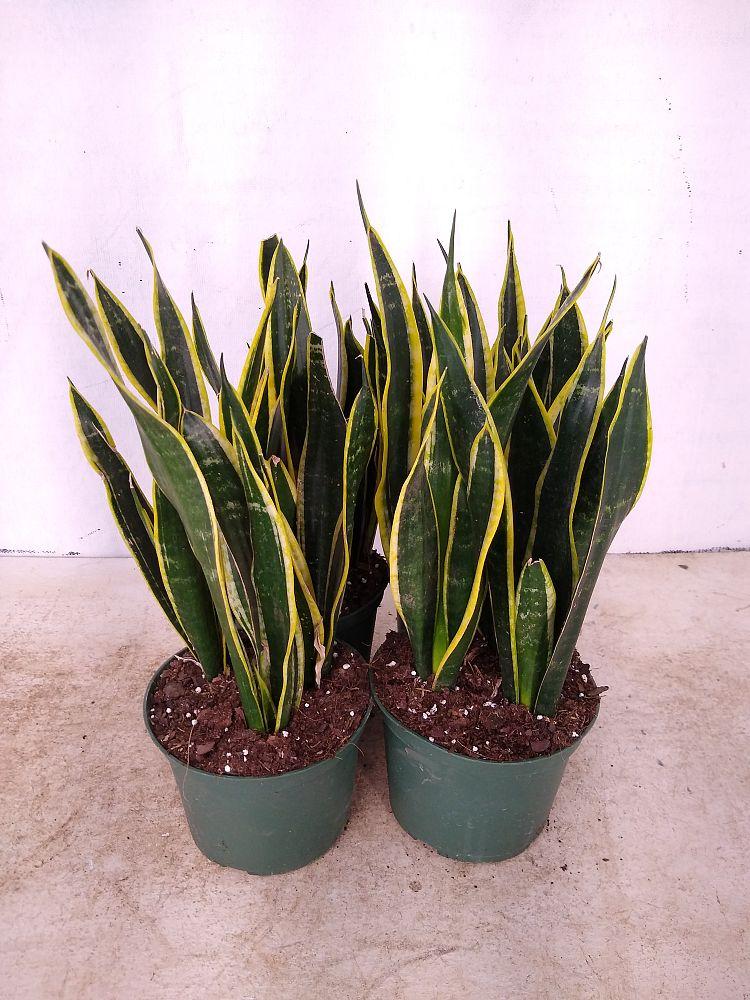 Sansevieria Trifasciata Black Gold - View 13 from www redcrocus com