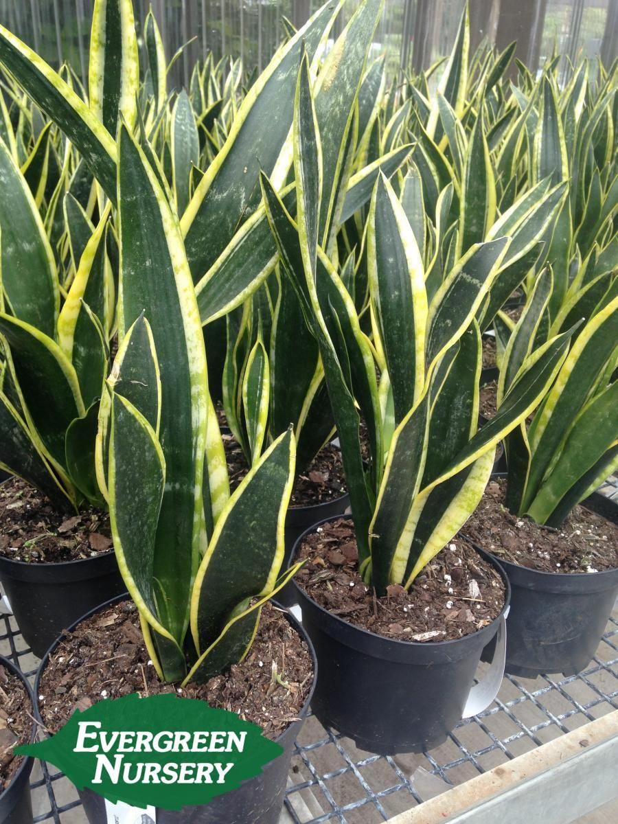 Sansevieria Trifasciata Black Gold - View 15 from www redcrocus com