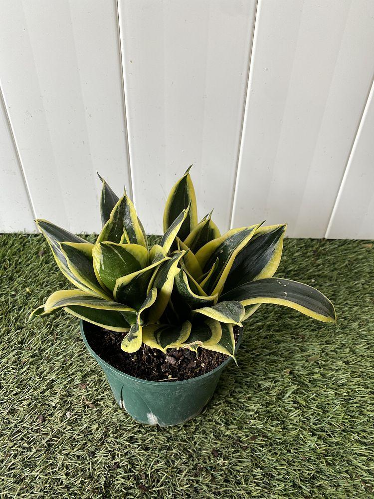 Sansevieria Trifasciata Black Gold - View 16 from www redcrocus com