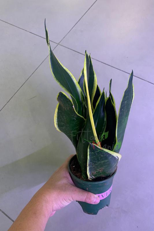 Sansevieria Trifasciata Black Gold - View 17 from www redcrocus com
