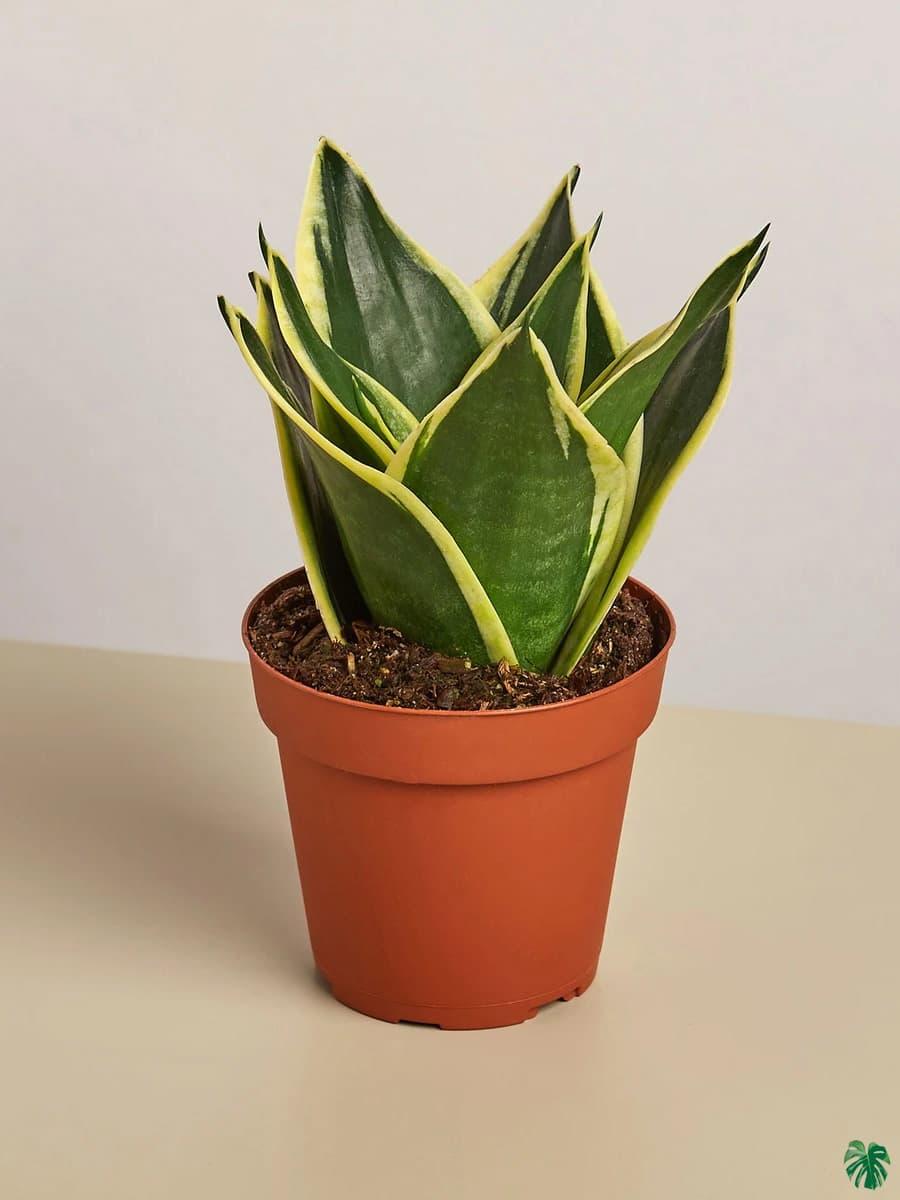 Sansevieria Trifasciata Black Gold - View 18 from www redcrocus com