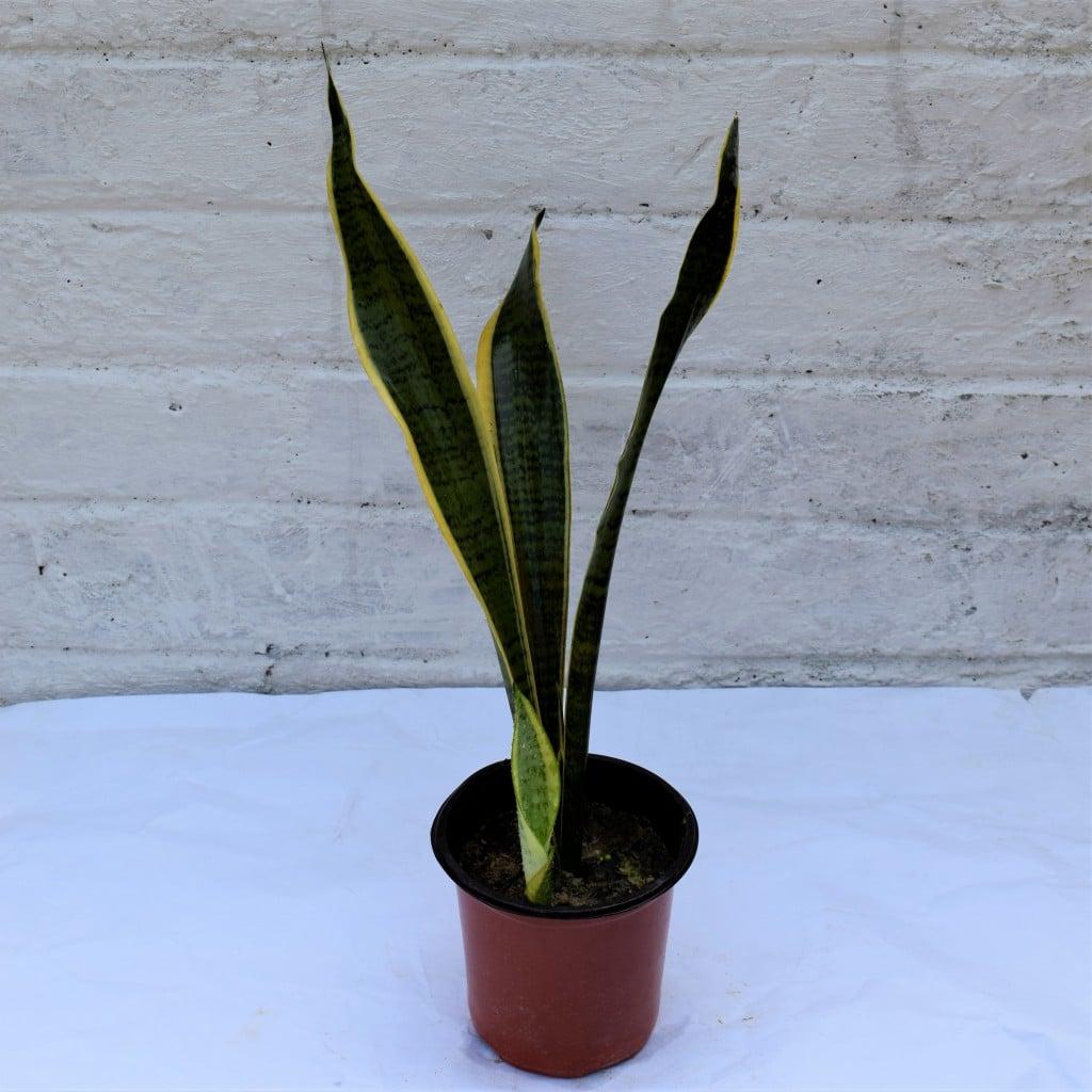 Sansevieria Trifasciata Black Gold - View 19 from www redcrocus com