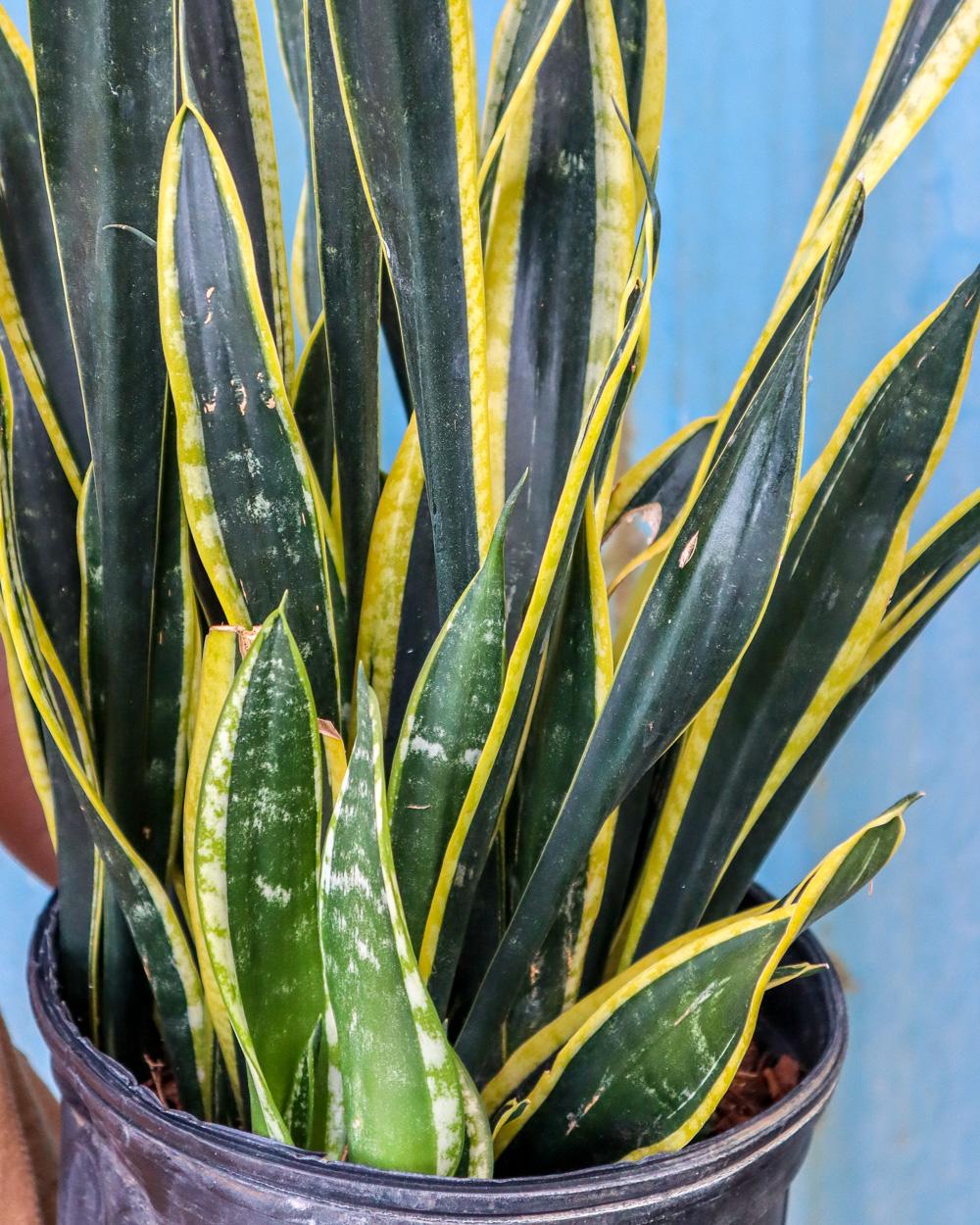 Sansevieria Trifasciata Black Gold - View 1 from www redcrocus com