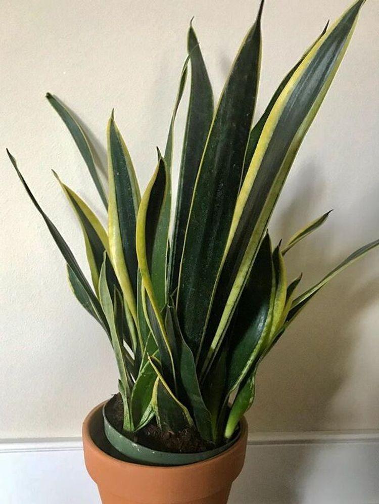 Sansevieria Trifasciata Black Gold - View 2 from www redcrocus com