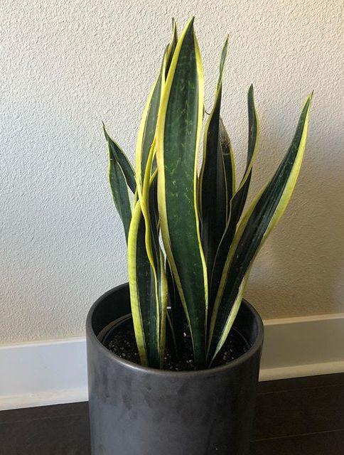 Sansevieria Trifasciata Black Gold - View 3 from www redcrocus com