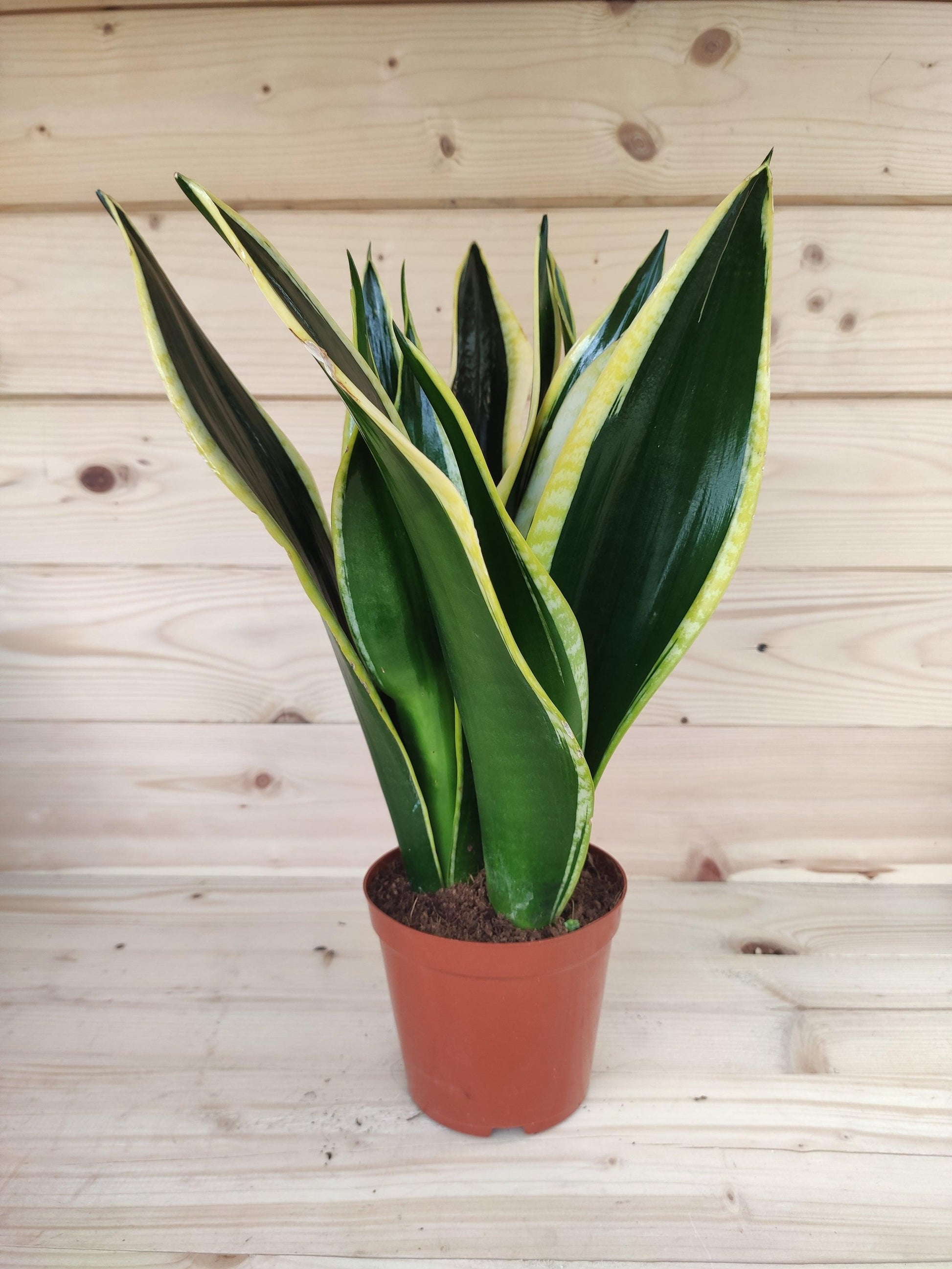 Sansevieria Trifasciata Black Gold - View 4 from www redcrocus com