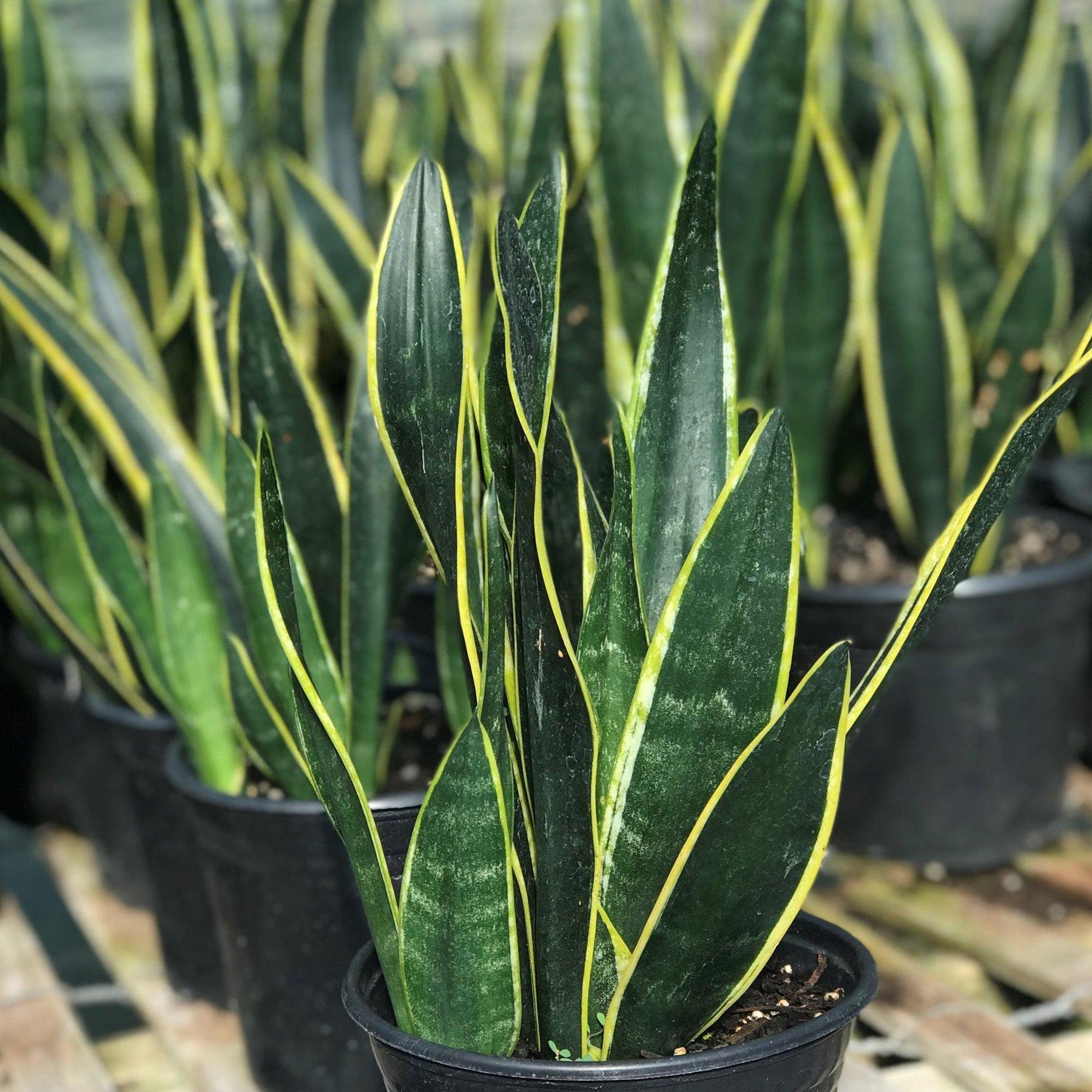 Sansevieria Trifasciata Black Gold - View 5 from www redcrocus com