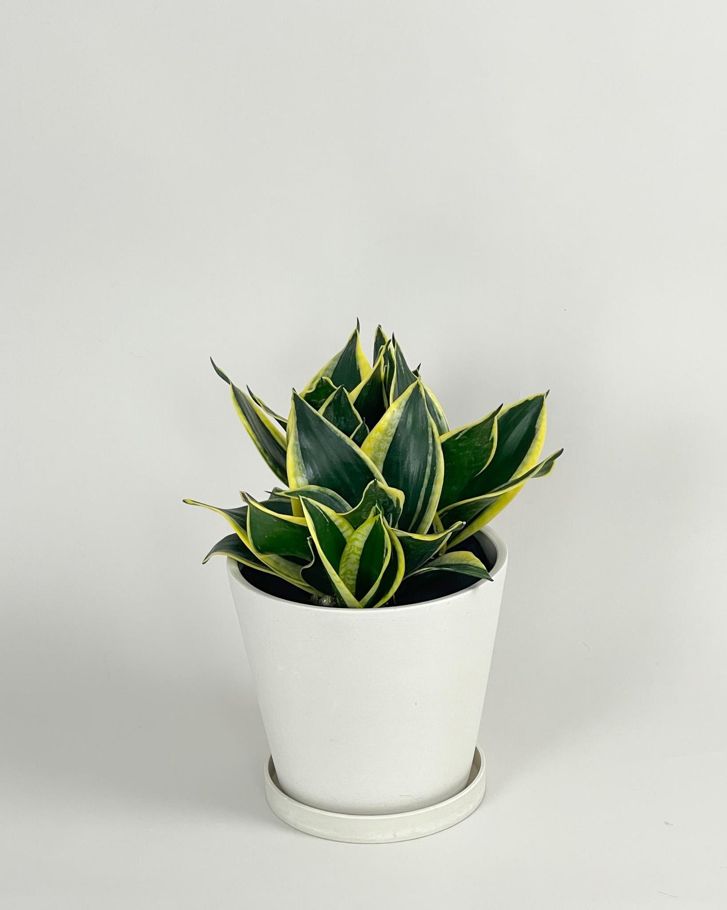 Sansevieria Trifasciata Black Gold - View 6 from www redcrocus com