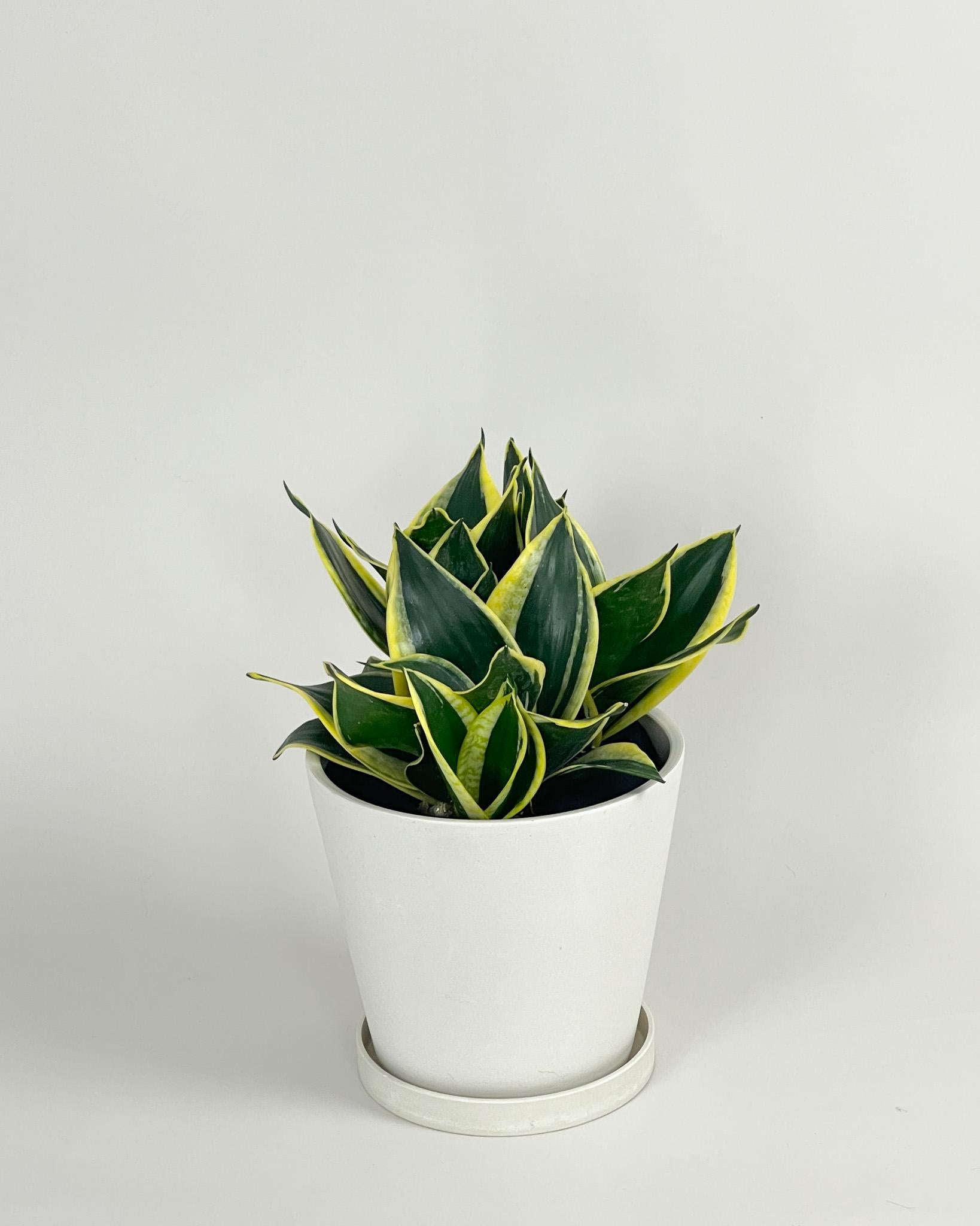 Sansevieria Trifasciata Black Gold - View 6 from www redcrocus com