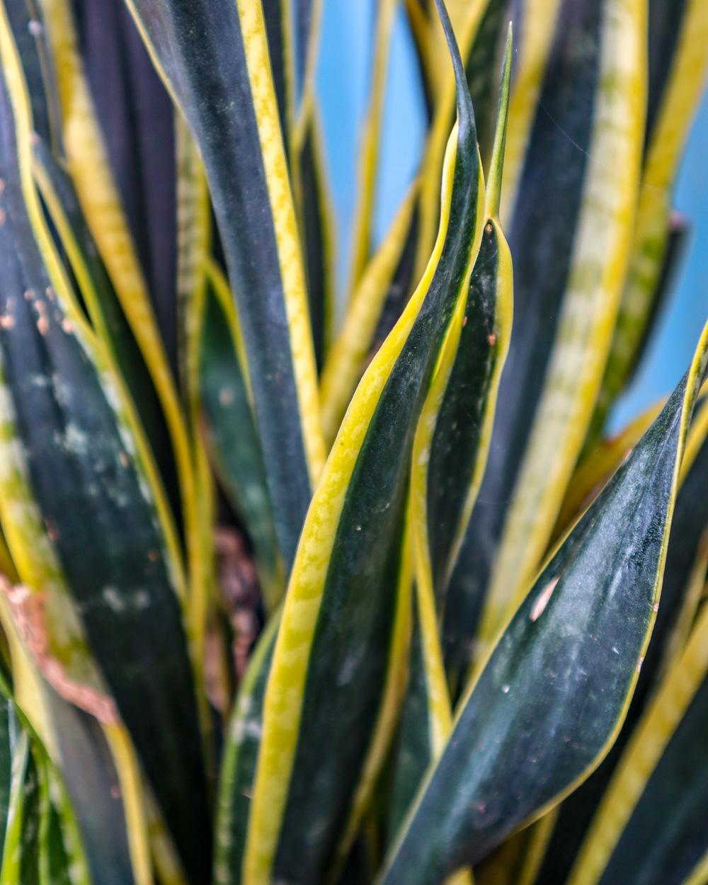 Sansevieria Trifasciata Black Gold - View 7 from www redcrocus com