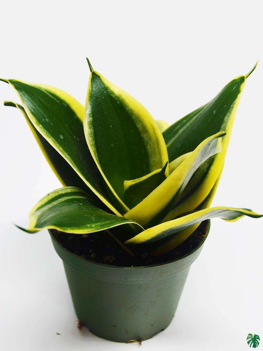 Sansevieria Trifasciata Black Gold - View 8 from www redcrocus com