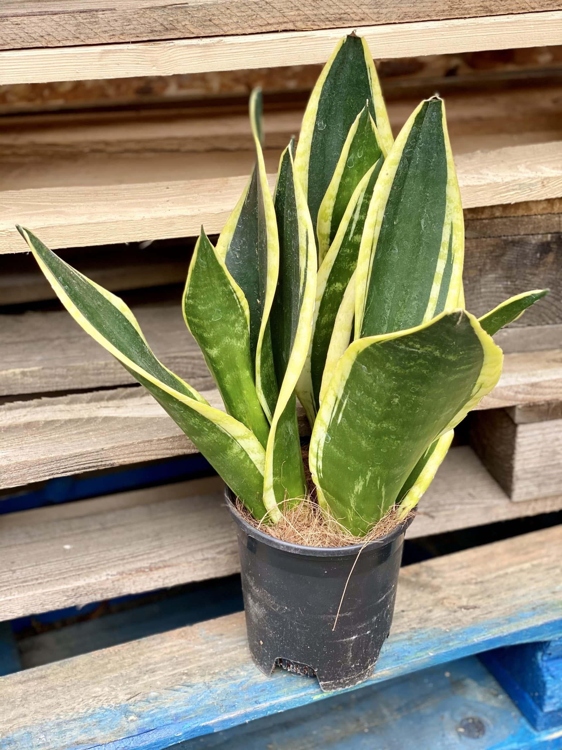 Sansevieria Trifasciata Black Gold - View 9 from www redcrocus com