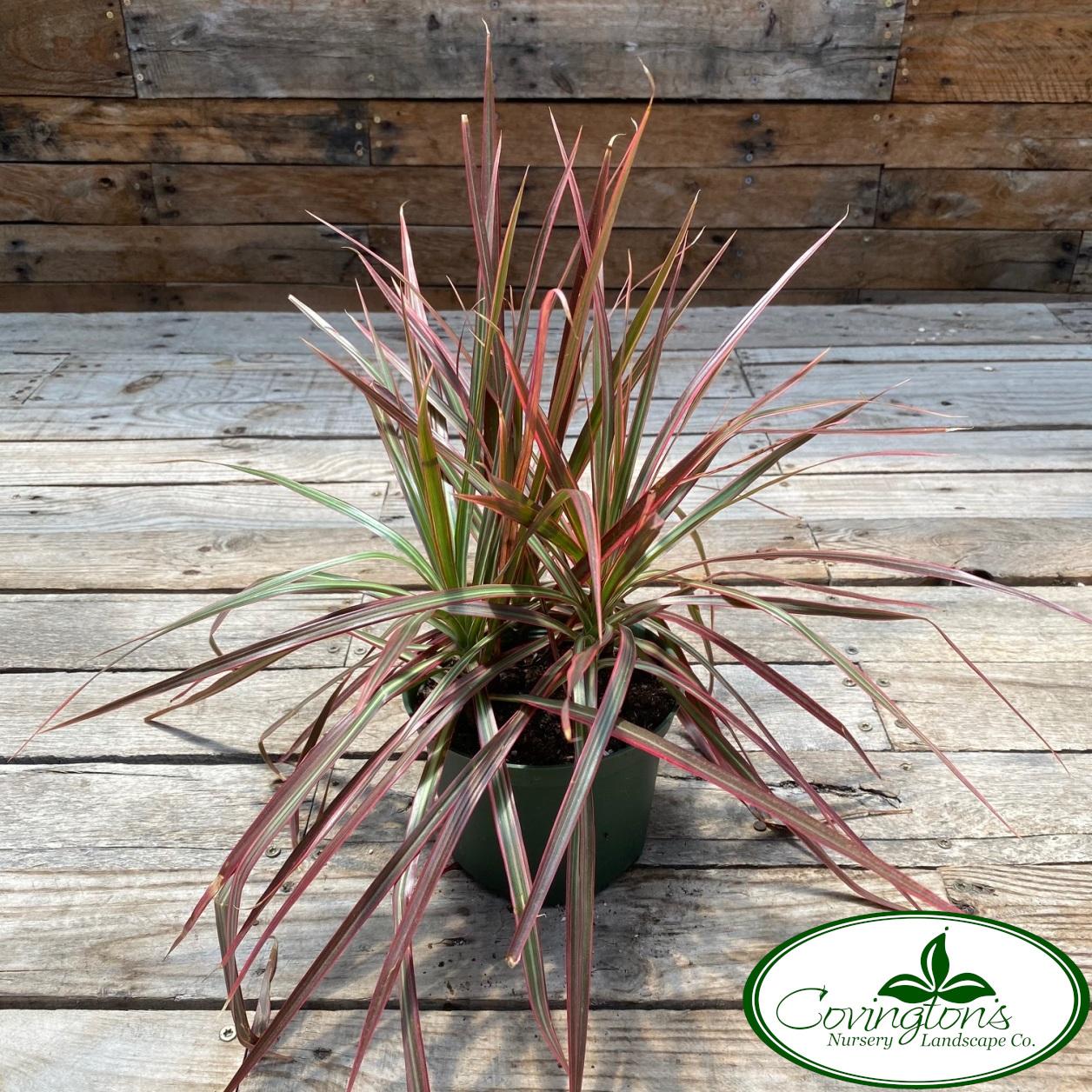 Dracaena Marginata Colorama - View 15 from www redcrocus com