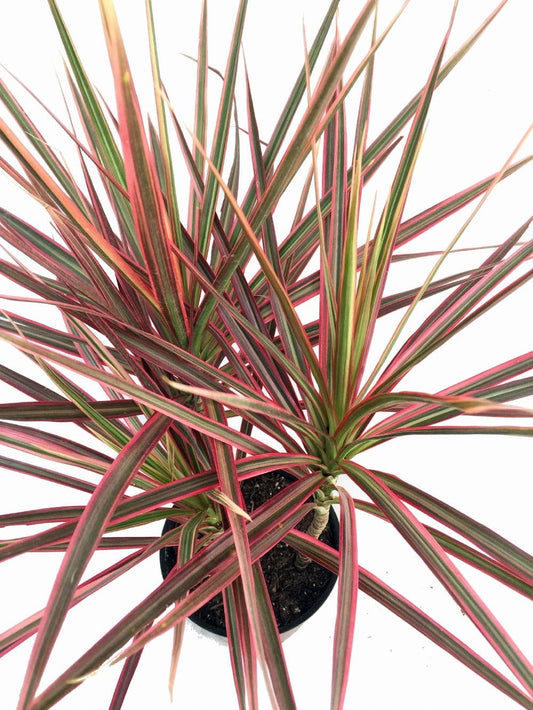 Dracaena Marginata Colorama - View 1 from www redcrocus com