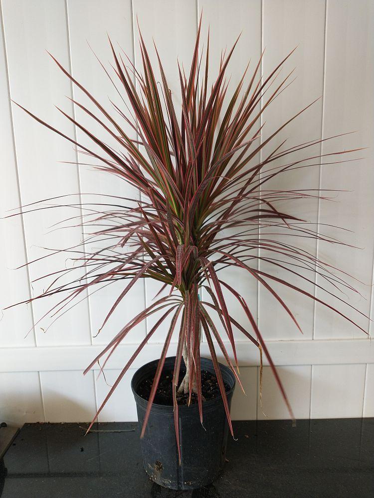 Dracaena Marginata Colorama - View 7 from www redcrocus com