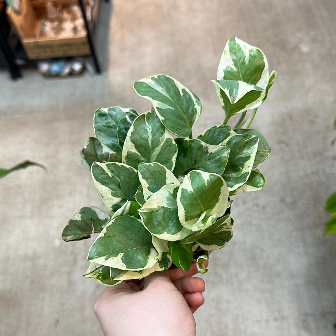 Pothos Epipemnum Pearls And Jade - View 15 from www redcrocus com