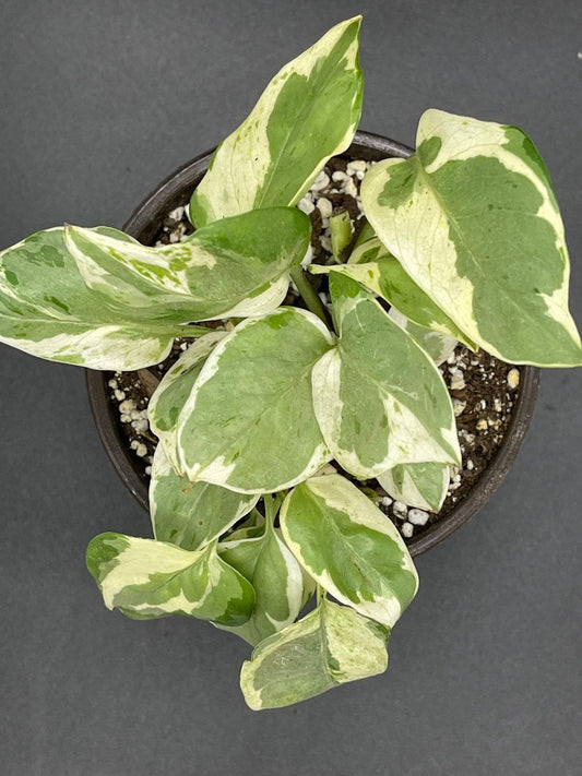 Pothos Epipemnum Pearls And Jade - View 1 from www redcrocus com