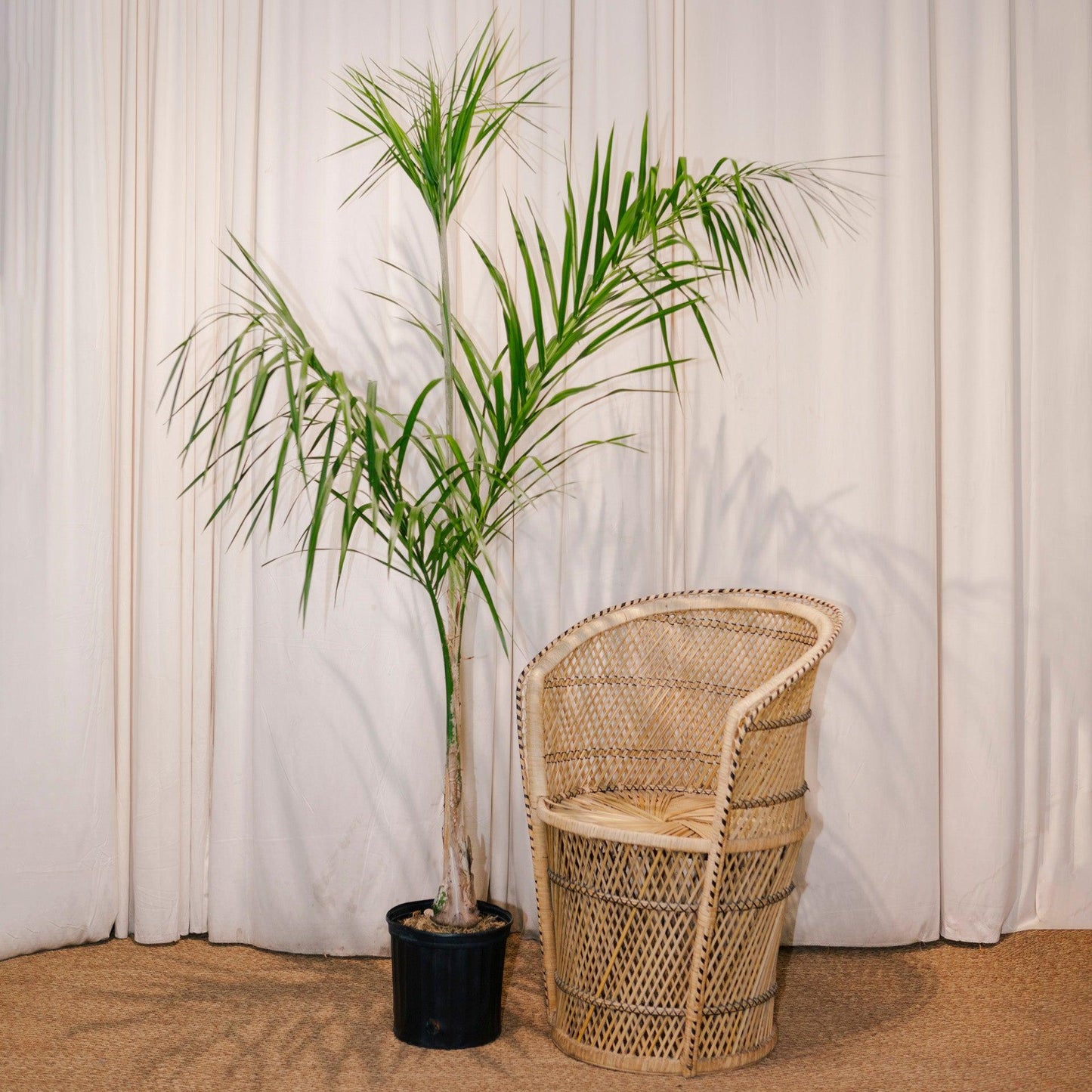 Palm, Syagrus Romanzoffiana - View 10 from www redcrocus com