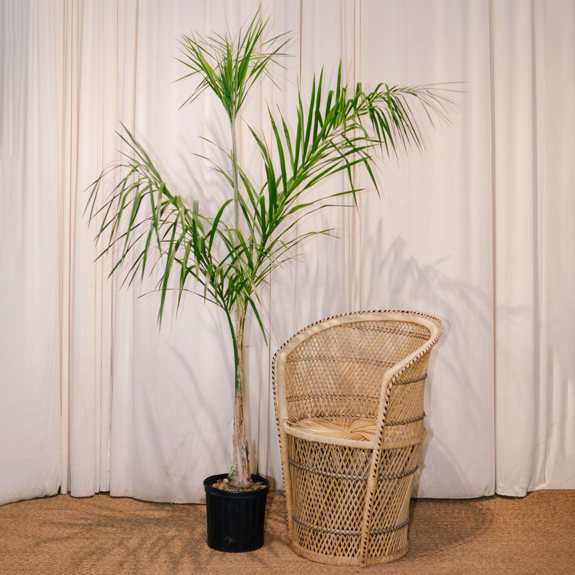 Palm, Syagrus Romanzoffiana - View 10 from www redcrocus com