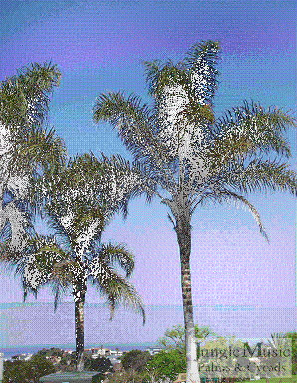 Palm, Syagrus Romanzoffiana - View 12 from www redcrocus com