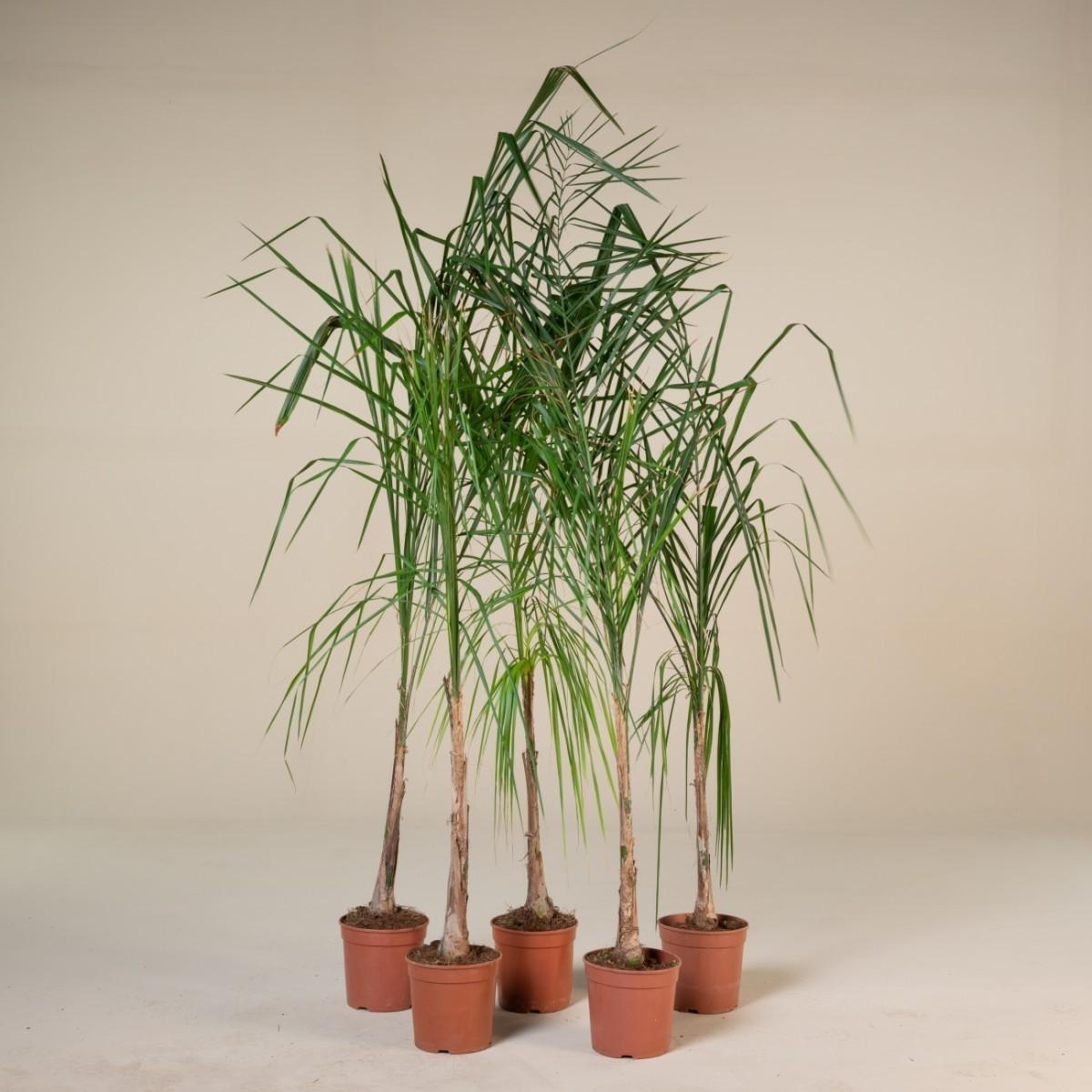 Palm, Syagrus Romanzoffiana - View 17 from www redcrocus com