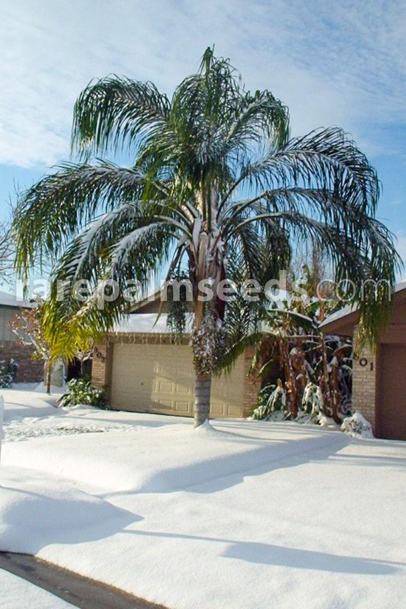 Palm, Syagrus Romanzoffiana - View 18 from www redcrocus com