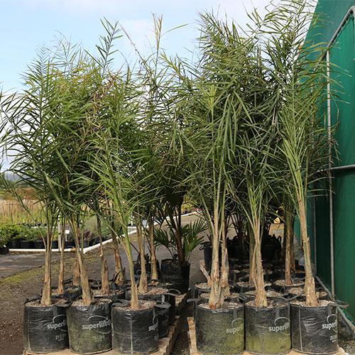 Palm, Syagrus Romanzoffiana - View 19 from www redcrocus com