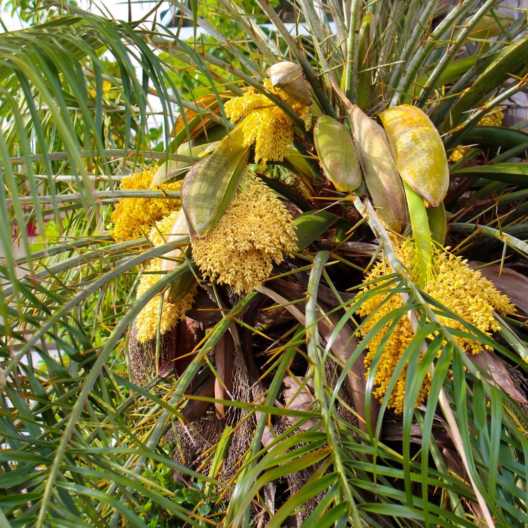 Palm, Syagrus Romanzoffiana - View 20 from www redcrocus com