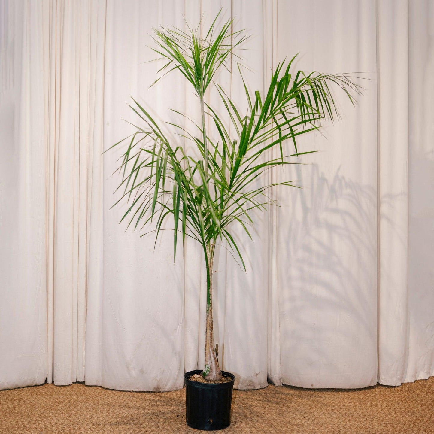 Palm, Syagrus Romanzoffiana - View 21 from www redcrocus com
