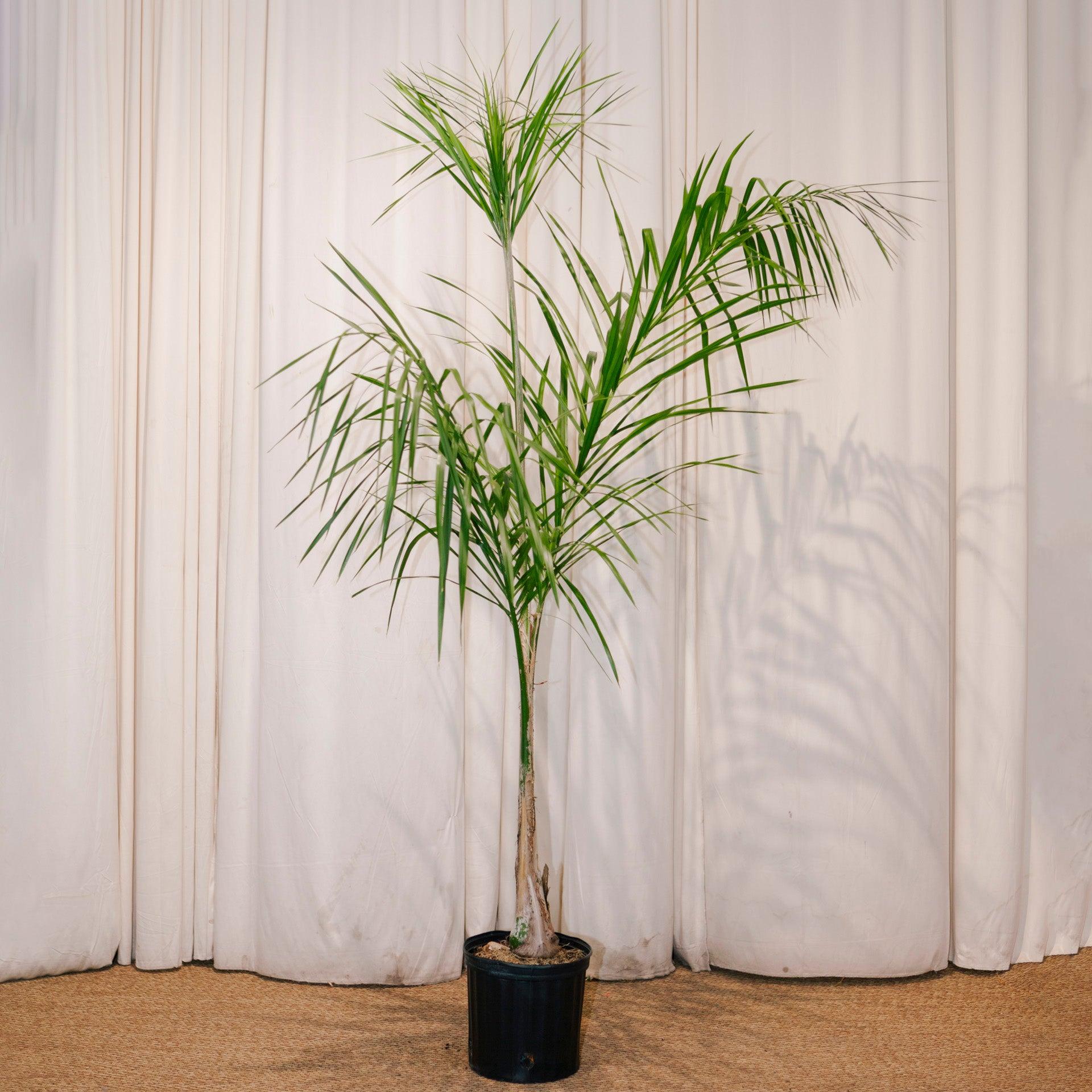Palm, Syagrus Romanzoffiana - View 21 from www redcrocus com