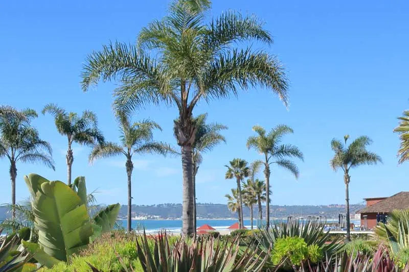 Palm, Syagrus Romanzoffiana - View 23 from www redcrocus com