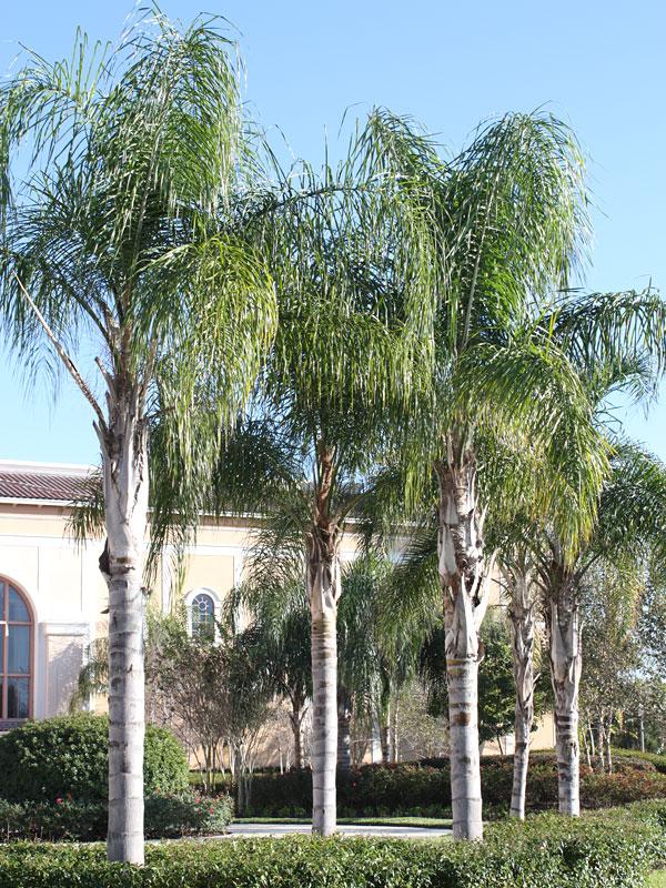 Palm, Syagrus Romanzoffiana - View 24 from www redcrocus com