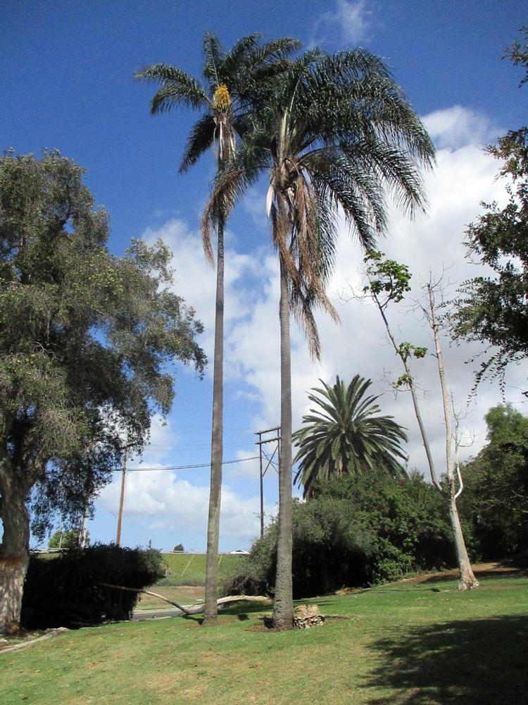 Palm, Syagrus Romanzoffiana - View 25 from www redcrocus com