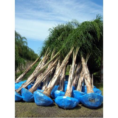 Palm, Syagrus Romanzoffiana - View 26 from www redcrocus com
