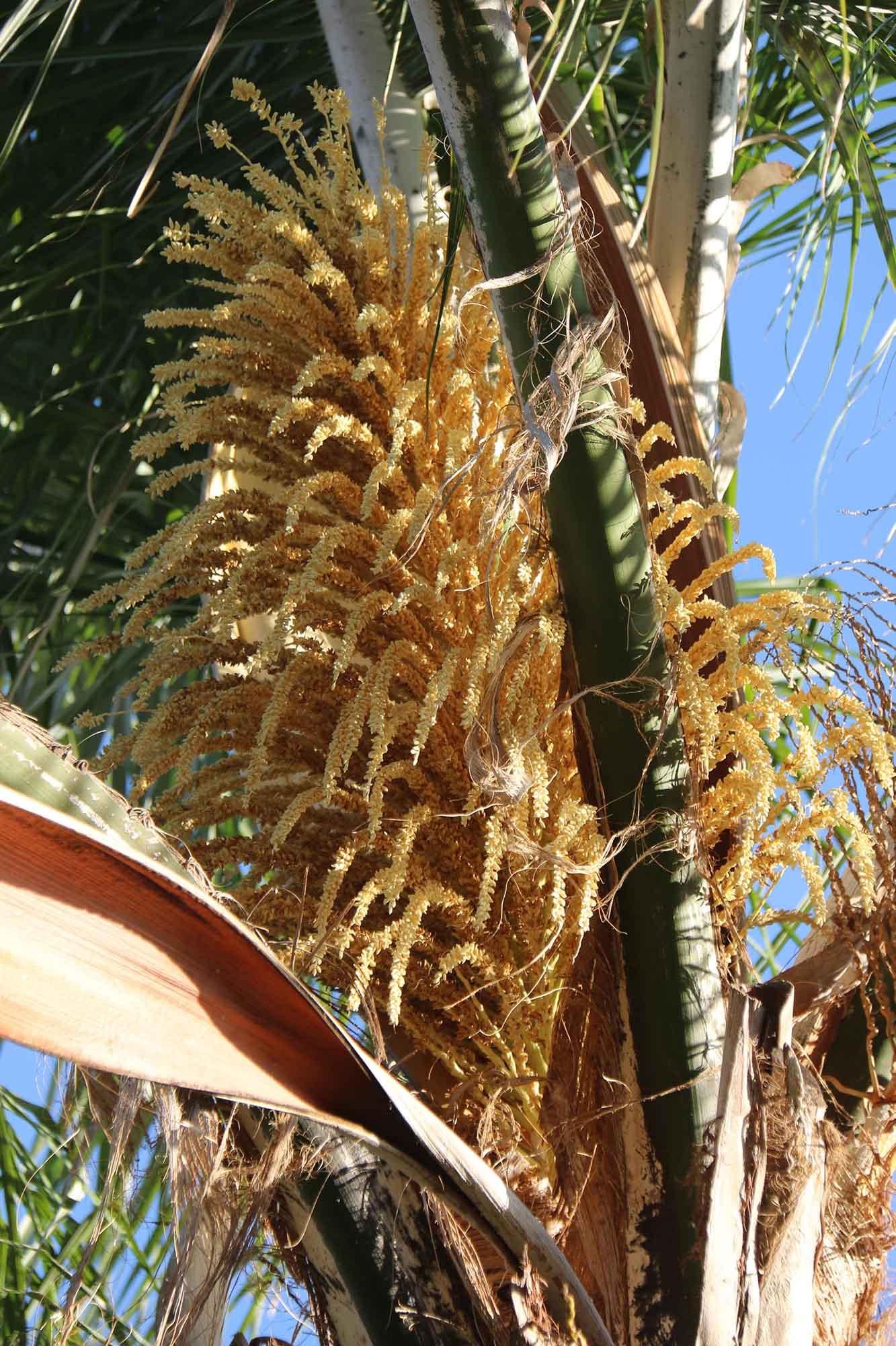 Palm, Syagrus Romanzoffiana - View 27 from www redcrocus com